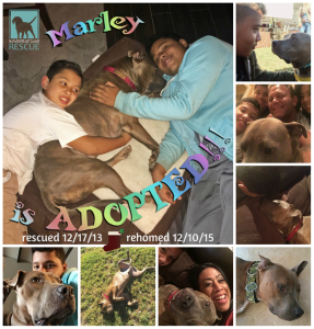 Miracle Marley found his Forever Family <3