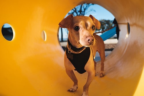 Picture of Rudy - DiscoverMe Project Shelter Dog