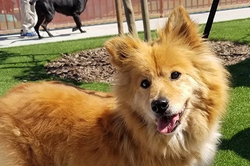 Picture of DiscoverMe shelter dog Teddy Bear