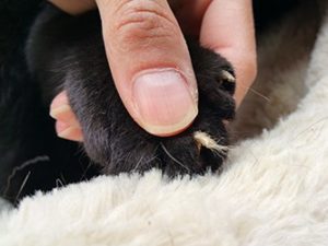 close-up of a black cats paw with coyote fur under the nail