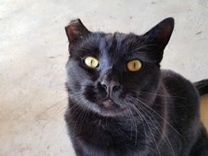 black barn cat with tipped ear
