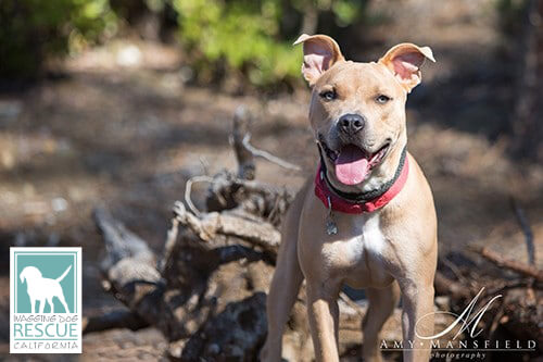 Picture of adoptable rescue dog Kanoa