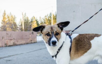 Why a Regular Lead is Better Than a Retractable Leash